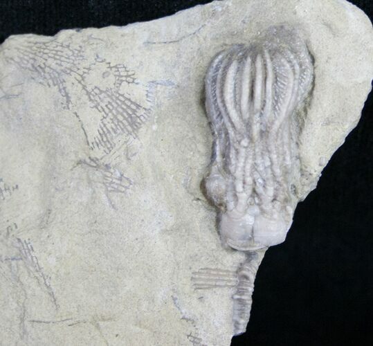 Very Nice Platycrinites Crinoid From Alabama #9043